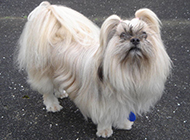 Pictures of long-haired Lhasa Apso dogs with arrogant expressions
