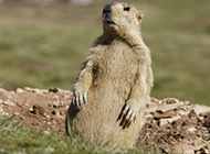 Funny pictures of cute groundhogs