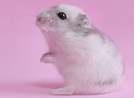 A collection of pictures of lively and cute milk tea hamsters
