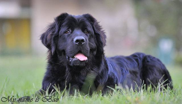 Cute and Quiet Newfoundland Dog Pictures