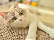 A collection of cute pictures of pet ragdoll cats