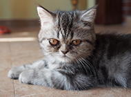 Pictures of cute and well-behaved gradient silver tabby cats
