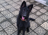 Pictures of smart and obedient Belgian Shepherd Dogs