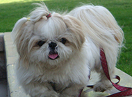 A collection of pictures of 5-month-old Shih Tzu dogs doing outdoor activities