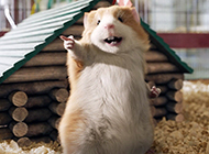 Pet groundhog HD wallpaper picture