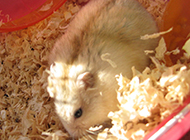 Cute pudding hamster pictures