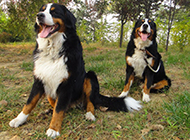 Brave and handsome Bernese Mountain Dog pictures
