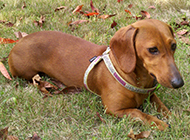 German dachshund cute and obedient pictures