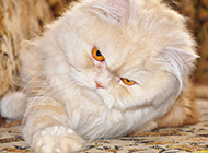 Domineering amber eyes Persian cat pictures