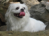 Pictures of beautiful and white Pekingese dogs