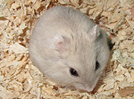 Cute adult milk tea hamster picture gallery