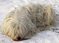 Komondor cute and silent pictures