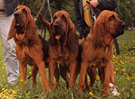 Pictures of tall and handsome British bloodhounds