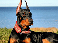 Pictures of handsome and mighty adult Doberman dogs