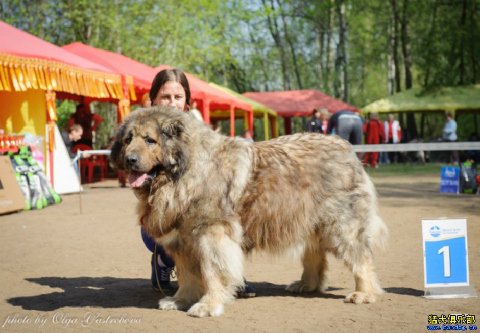 Appreciation of pictures of large Caucasian dogs