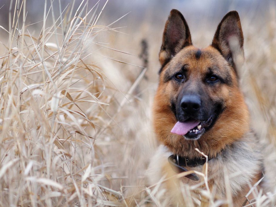 Pictures of purebred authentic German shepherds