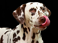 Dalmatian dog smart and funny pictures