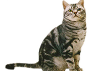 A collection of pictures of American shorthair cats showing off their arrogance
