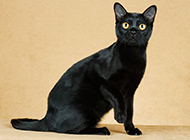 Bombay cat clever and cute pictures