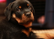 Pictures of innocent and cute Rottweiler three months old