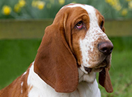 Tsundere and funny Basset Dog pictures