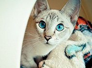 Diamond eye Siamese cat picture wallpaper collection
