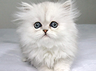 Cute white Persian cat pictures