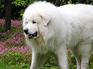 Pictures of beautiful and elegant giant Great Pyrenees dogs