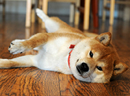 Funny Akita Inu dog pictures