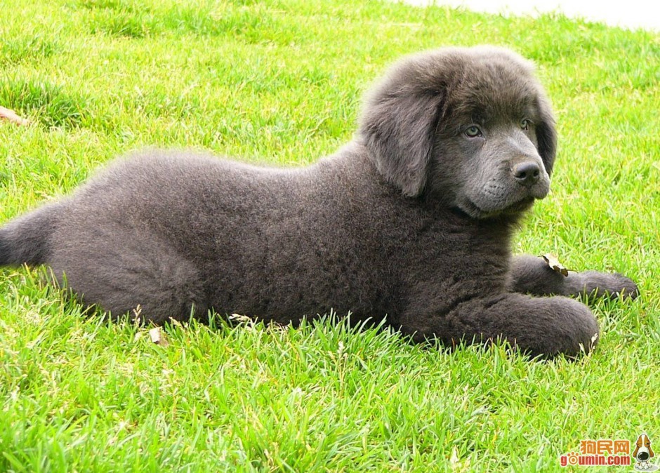 Pet dog Newfoundland dog quiet and obedient picture