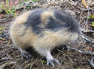 Pictures of small and charming lemmings