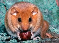 Greedy dormouse pictures