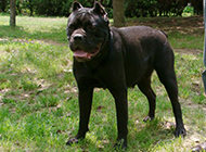 Appreciation of pictures of muscular dog Cane Corso
