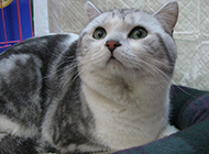 Pictures of British Shorthair tabby cats who are smart and sensitive