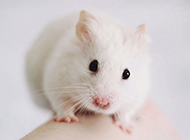 Close-up picture of white mouse's sweet mood