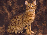 Quiet and elegant Egyptian cat pictures