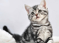 Pictures of purebred American shorthair cats with lively personalities