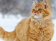 American golden tabby cat picture on the snow