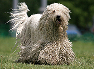 Pictures of Komondor dogs running freely in the grass