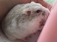 A collection of cute pictures of milk tea hamsters