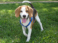 Happy and lively beagle pictures