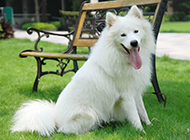 Cute and naughty pictures of Samoyed dogs