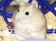 Small pet white pudding hamster pictures