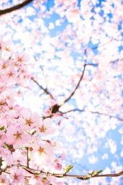 When the flowers fall, I will accompany you to enjoy the cherry blossoms