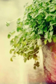 The world of clover fresh green small fresh and beautiful artistic conception picture