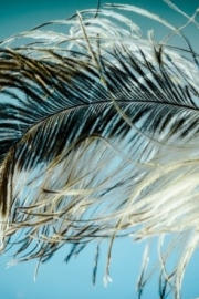 High-definition photography pictures of beautiful bird feathers are for appreciation only