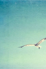 Life flying under the blue sky, seagulls, beautiful artistic conception pictures