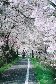 I want to hold your hand and watch the cherry blossoms. Beautiful pictures of cherry blossoms.