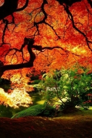 The color of maple, natures most unique red, beautiful scenery pictures