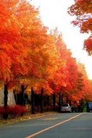 Only the red maple leaves me so moved. Pictures of beautiful scenery and artistic conception.